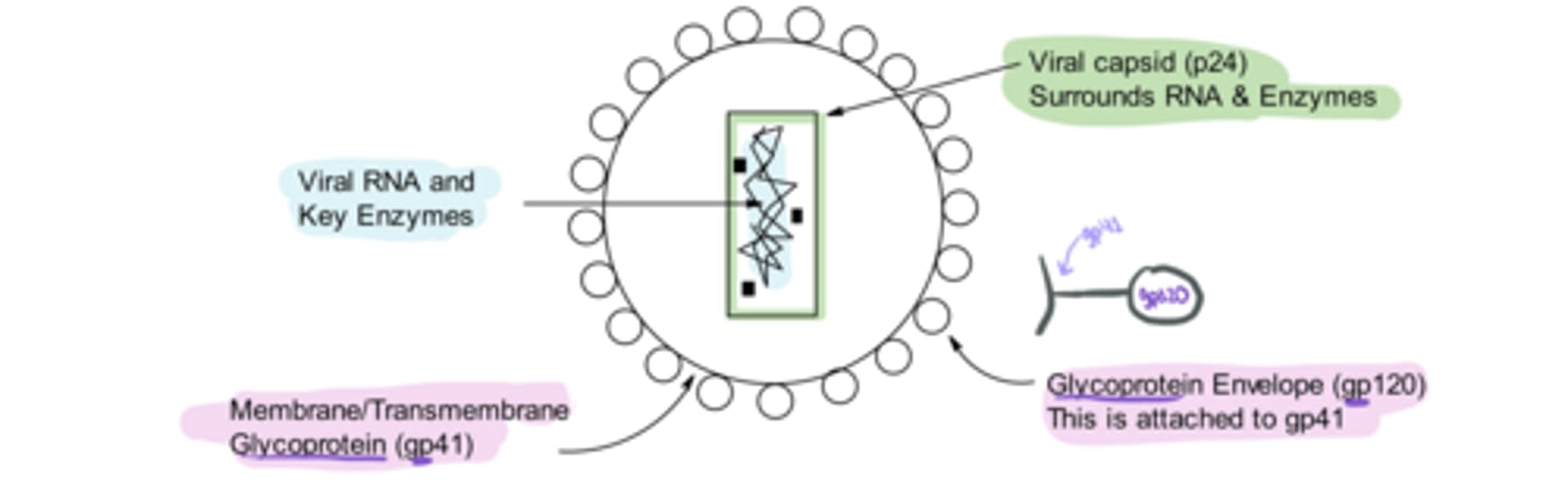 <p>Key Parts of HIV Structure</p><p>-____ -attaches to the CD4 Receptor on the human T cell</p><p>-____-provides conformational flexibility for fusion</p>