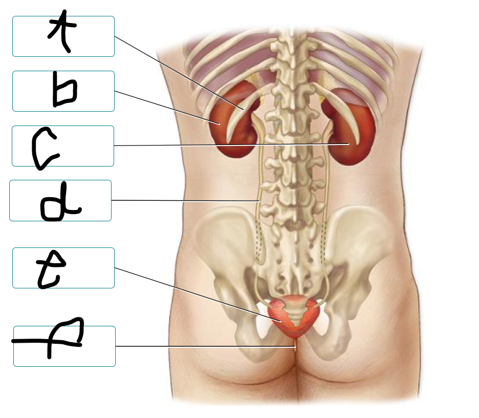 <p>label urinary system </p>