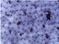 <p>what tissue is this?</p>