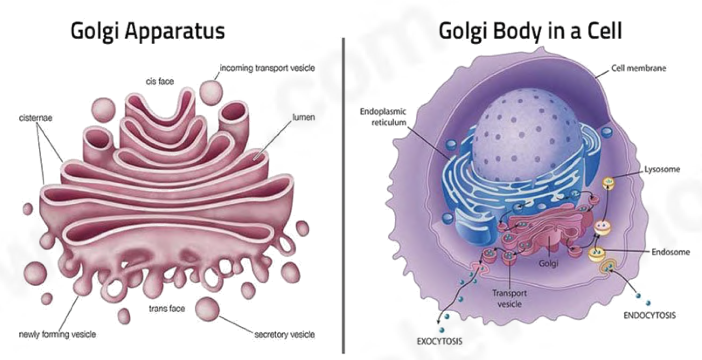<ul><li><p>composed of stacks of cisternae formed by the vesicles which bud off from the RER</p></li><li><p>single membraned organelle</p></li><li><p>packages substances into vesicles for transport</p></li><li><p>responsible for:</p><ul><li><p>glycosylation</p></li><li><p>phosphorylating proteins</p></li><li><p>assembly of polypeptides into proteins (4<sup>0</sup> structure)</p></li><li><p>folding proteins</p></li><li><p>removing the 1st amino acid methionine to activate proteins</p></li></ul></li></ul><p></p>