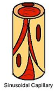 <p>sinusoidal capillary</p>