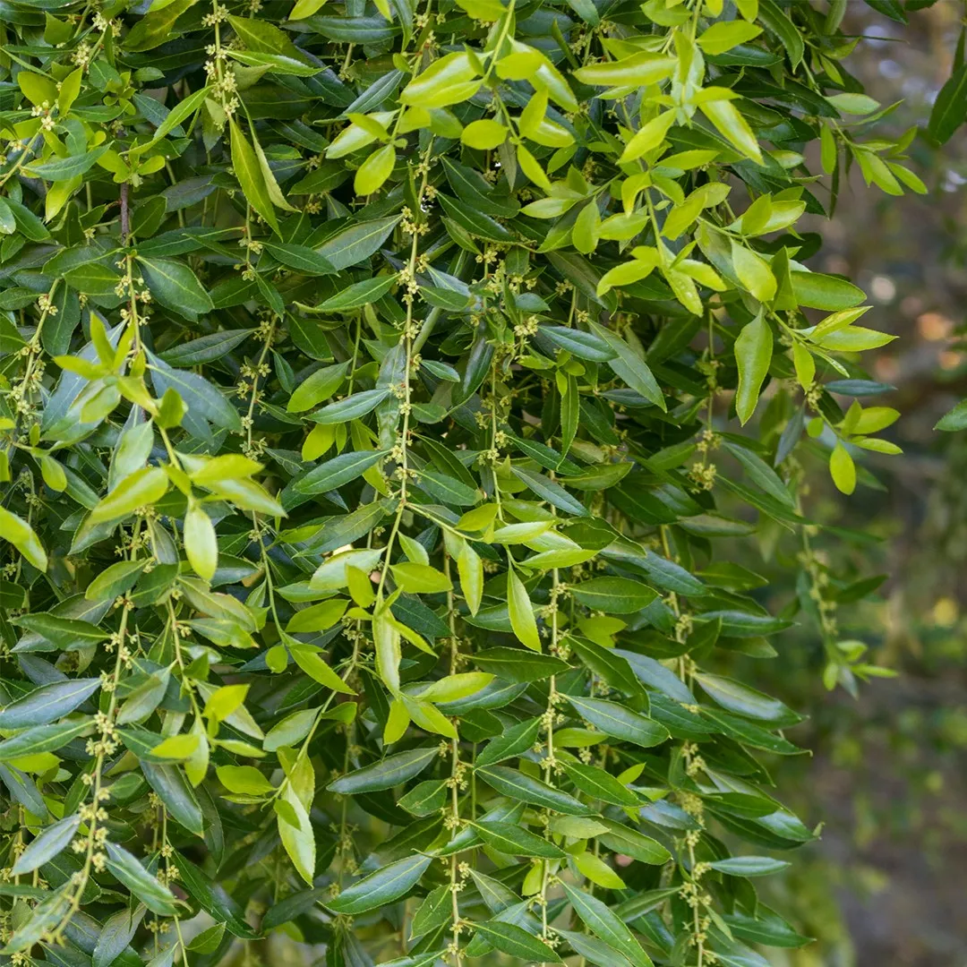 <p><em>Maytenus boaria</em>, Mayten, Celastraceae</p>