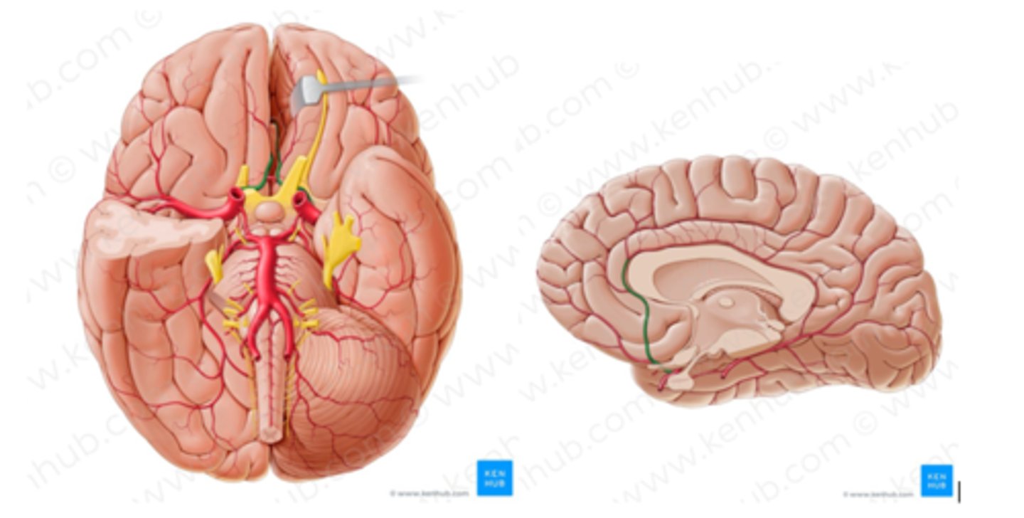 <p>usually the middle cerebral artery</p>