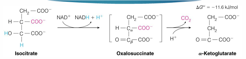 <p>no</p><ul><li><p><span><em>Irreversible because it is very exergonic so would require A LOT of energy to reverse with is not favorable</em></span></p></li></ul><p></p>