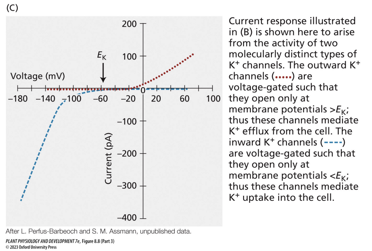 <ul><li><p>outward channels open when membrane potential exceeds equilibrium potential for potassium → potassium moves out</p></li><li><p>inward channels open when membrane potential is below equilibrium potential for potassium → potassium moves in</p></li></ul><p>“goal” = get the membrane potential as close to the ion equilibrium potential as possible</p><p></p>