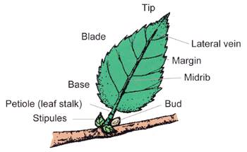 <ol><li><p>Tip</p></li><li><p>Blade</p></li><li><p>Base</p></li><li><p>Petiole (leaf stalk)</p></li><li><p>Stipules</p></li><li><p>Lateral vein</p></li><li><p>Margin</p></li><li><p>Midrib</p></li><li><p>Bud</p></li></ol>