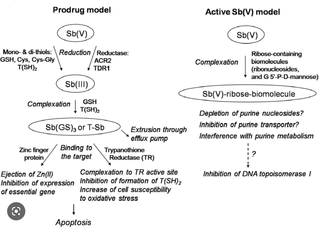 <p>One mechanism of resistance is the increase in levels of trypanothione reductase in the amastigote, as well as an efflux of SbIII by ABC transporters.</p>