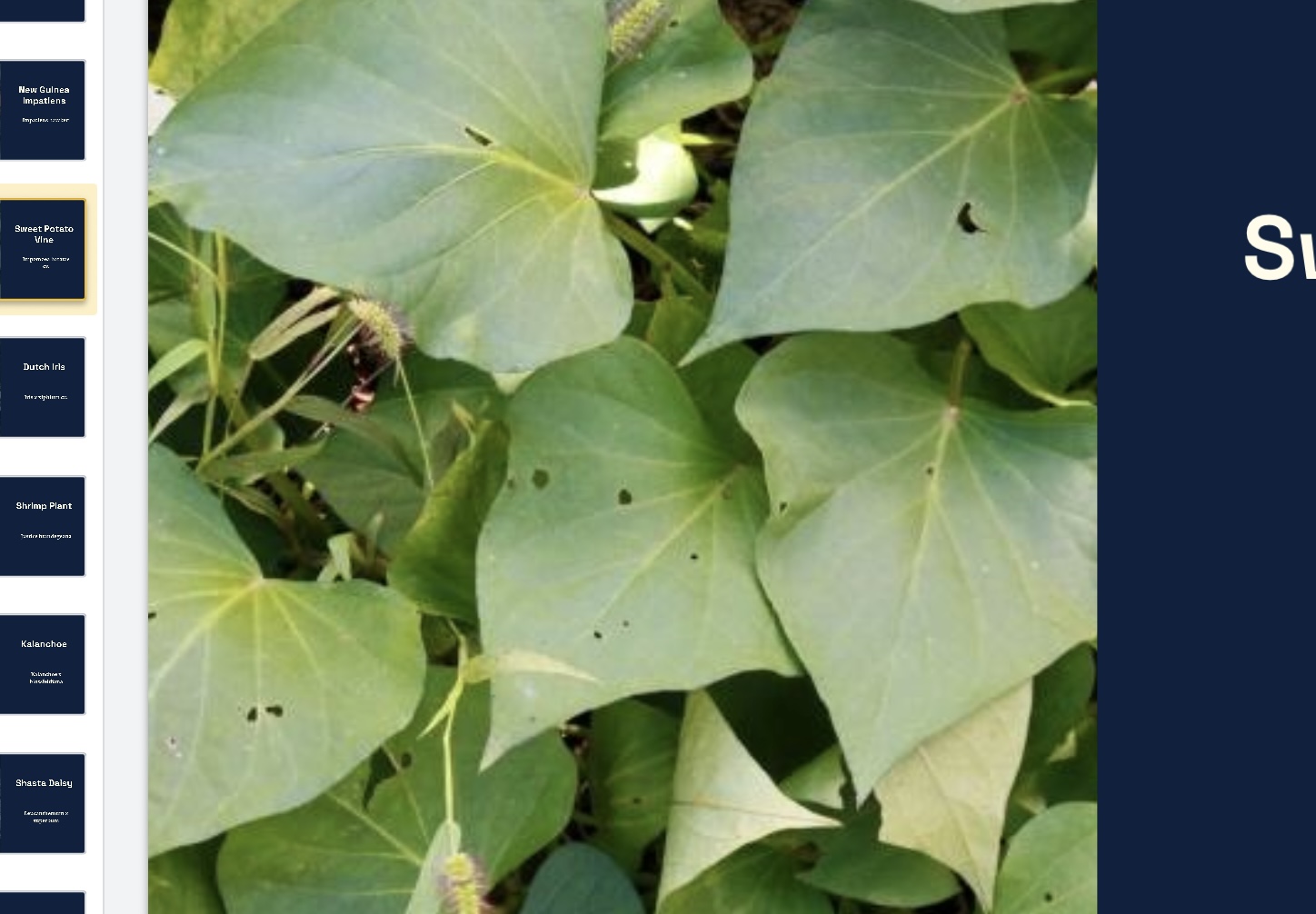 <p>Impomoea batatas cv. </p>