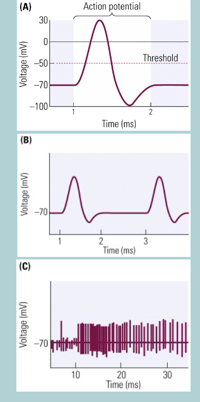 <p>Action potentials in neurons:</p><ul><li><p>Signals are conveyed along the neuron’s axon by an ACTION POTENTIAL&nbsp;</p></li><li><p>Brief but large change in POLARITY of the AXON’S membrane&nbsp;</p></li><li><p>Shapes and firing patterns differ widely among DIFFERENT types of neurons&nbsp;</p></li><li><p>Vary in DURATION (1ms to 15ms)&nbsp;</p></li><li><p>Voltage potential REVERSES, so the inside becomes POSITIVE relative to the outside&nbsp;</p></li><li><p>Reverts back to NEGATIVE INTERIOR just as quickly&nbsp;</p></li><li><p>So rapid taht some neurons can have 100 of action potentials per second&nbsp;</p></li></ul><p></p>