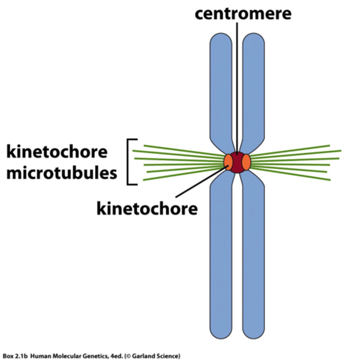 <p>A structure of proteins attached to the centromere that links each sister chromatid to the mitotic spindle.</p>
