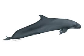 <p>False killer whale</p>