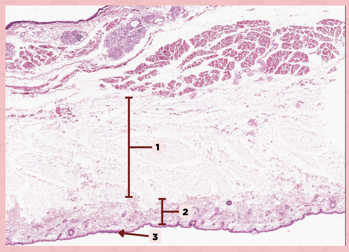<p>Identify the specimen.</p>