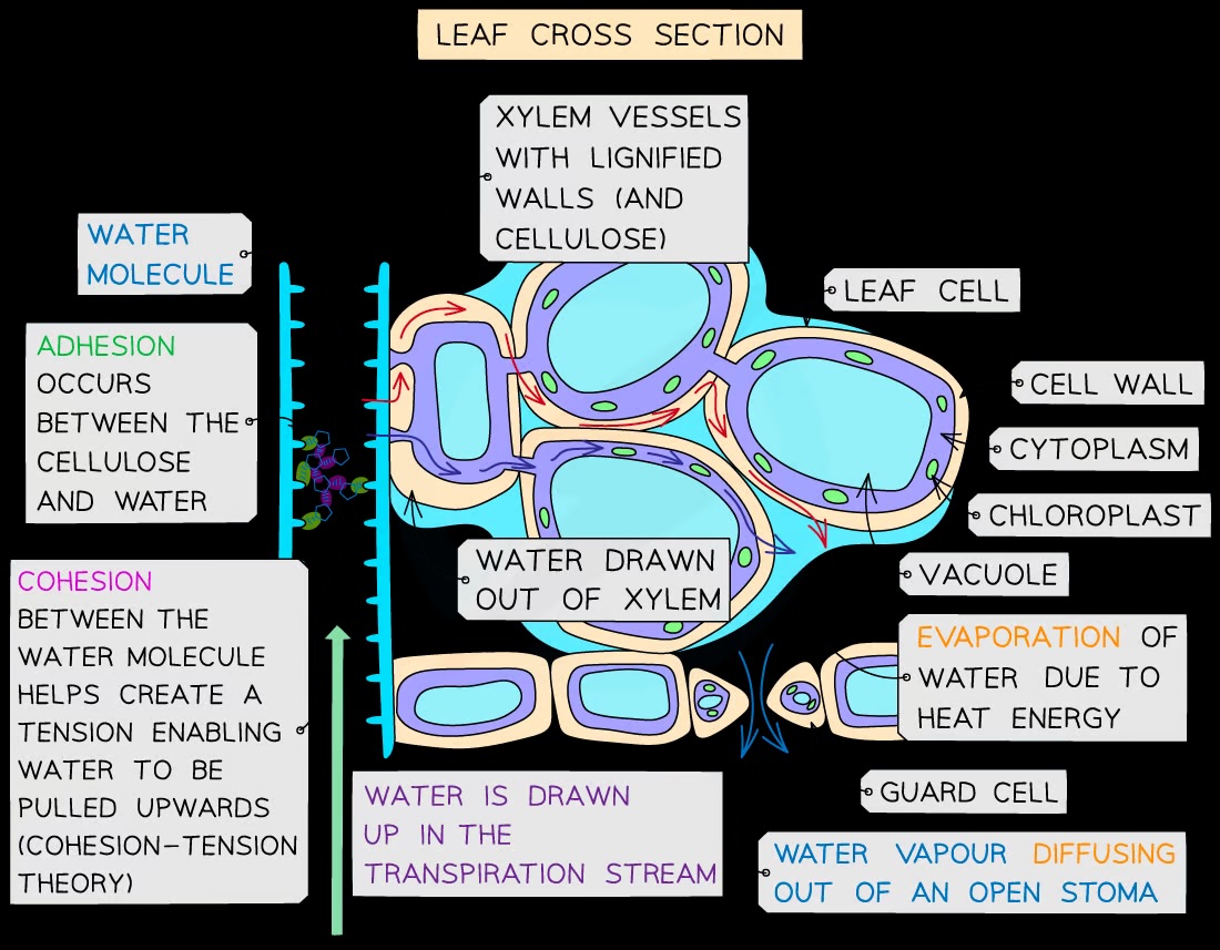 <p>Transpiration pull, where water molecules are drawn upwards due to attraction between molecules</p>
