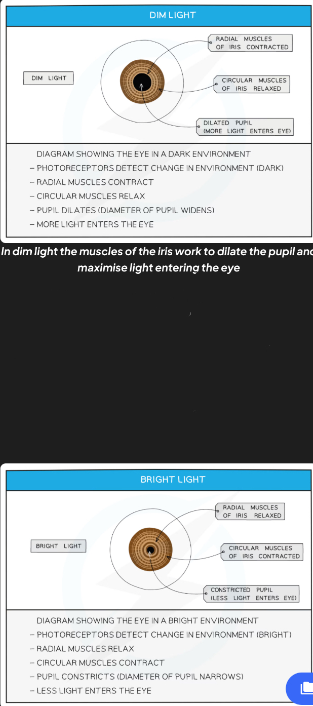 <p>Circular and radial muscles act antagonistically</p>