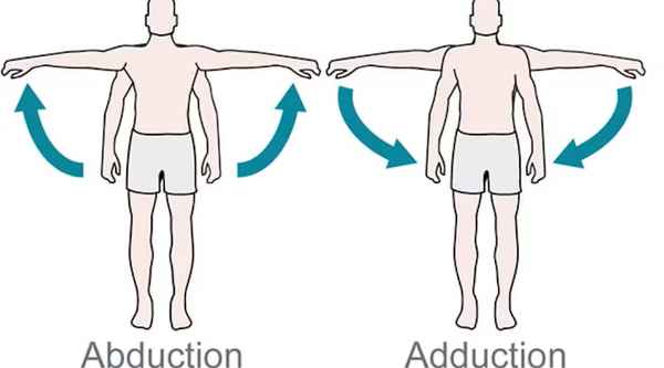 <p>Shoulder abduction.</p>