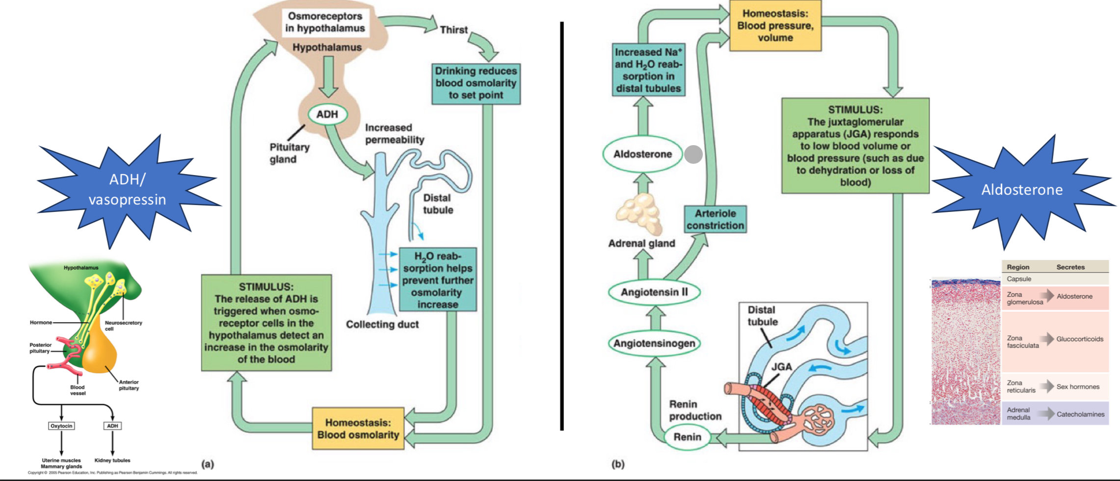 <p>blood osmolarity: <strong>osmoreceptors</strong> in hypothalamus detect increase in blood osmolarity → <strong>posterior pituitary</strong> is stimulated to secrete ADH (aka vasopressin) →  ADH binds to receptors in the kidney, stimulates insertion of aquaporins in collecting duct, which i<strong>ncreases H2O reabsorption</strong> → more water adjusts osmolarity of blood (left image)</p><p><strong>juxtaglomerular apparatus (JGA)</strong> for low blood volume/pressure: kidney synthesizes, stores, and secretes the enzyme <strong>renin</strong> → renin converted <strong>angiotensinogen </strong> to <strong>angiotensin II</strong> </p><p>→ binds to receptors in adrenal gland → stimulates the secretion of <strong>aldosterone</strong>, which increases Na+ and H2O reabsorption → <strong> ↑ blood volume</strong></p><p>→ contracts <strong>vascular smooth muscle of arterioles </strong>→ <strong>↑ blood pressure</strong></p>