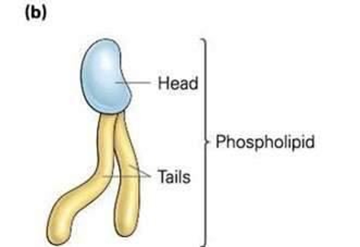 <p>Hydrophilic heads maximize exposure to water and hydrophobic tails interact with each other; exclude water.</p>