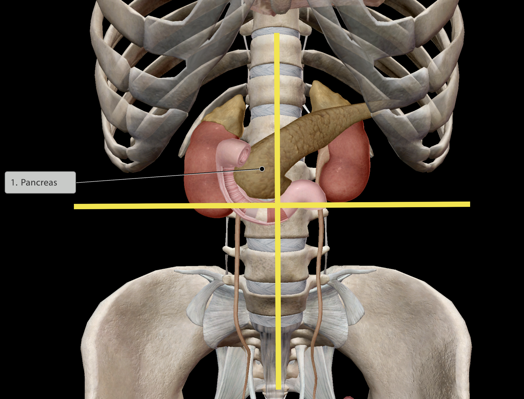 <p>Location:</p><p><strong>Left &amp; right upper quadrants</strong> of the abdomen.</p><ul><li><p>In close <u>contact with the duodenum</u> (initial section of the small intestine)</p><ul><li><p>The pancreas <mark data-color="purple" style="background-color: purple; color: inherit;">releases </mark><strong><mark data-color="purple" style="background-color: purple; color: inherit;">enzymes</mark></strong> into the small intestine to aid digestion</p></li><li><p>The pancreas <strong><mark data-color="purple" style="background-color: purple; color: inherit;">releases ions to balance the acidic pH</mark></strong> of chyme that has exited the stomach.</p></li><li><p>Critical in <strong><mark data-color="purple" style="background-color: purple; color: inherit;">regulating glucose levels</mark></strong>. </p><ul><li><p>Inability leads to diabetes</p></li></ul></li></ul></li></ul><img src="https://knowt-user-attachments.s3.amazonaws.com/51d729c2-573b-42e0-b228-79dab2ab6d60.png" data-width="75%" data-align="center"><p></p>