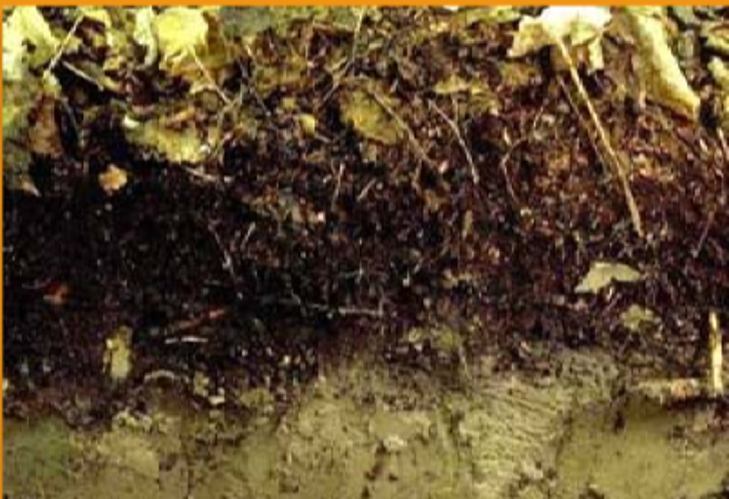 <p>soil layer with decomposed organic material, the lower, most decomposed part is called humus, most pronounced in forest</p>