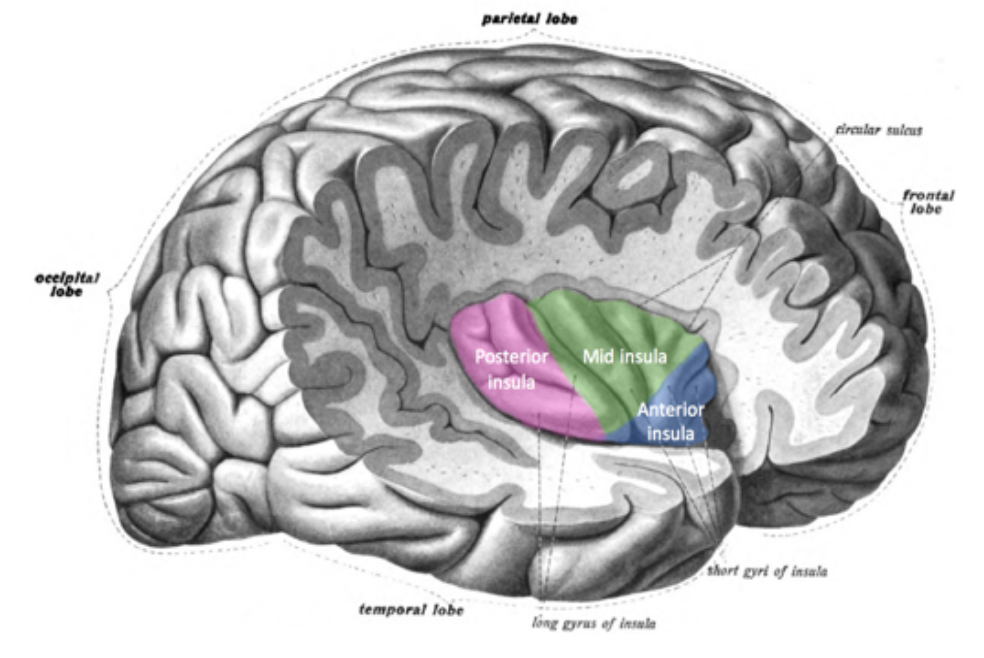 <p>Anterior cingulate cortex</p><ul><li><p>wraps around corpus callosum</p></li><li><p>uses input from AIC to generate action via prefrontal cortex</p></li></ul><p>Anterior insular cortex</p><ul><li><p>deep in brain, insula </p></li><li><p>awareness of emotion</p></li></ul><p>both form network with amygdala and hypothalamus </p><p><strong>both involved in all basic emotions and with empathy </strong></p><p><strong>conscious experience of emotion </strong></p>