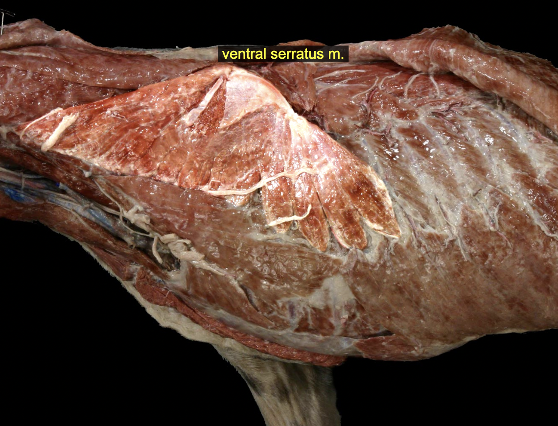 <p>Serratus ventralis m.</p>