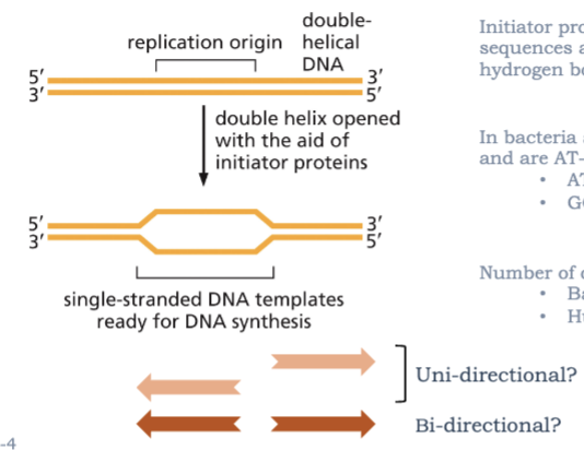 <ul><li><p>IT BEGINS AT REPLICATION ORIGINS</p></li><li><p>INITIATOR PROTEINS BIND SPECIFIC SEQUENCES AT ORIGINS AND BREAK HYDROGEN BONDS</p></li><li><p>IN BACTERIA AND YEAST, ORIGINS ARE ~100 BP AND ARE AT-RICH</p><ul><li><p>AT BPS HAVE 2 HYDROGEN BONDS</p></li><li><p>GC BPS HAVE 3 HYDROGEN BONDS</p></li></ul></li><li><p>NUMBER OF ORIGINS PER GENOME</p><ul><li><p>BACTERIA=ONE</p></li><li><p>HYMANS=~10000</p></li></ul></li></ul><p></p>