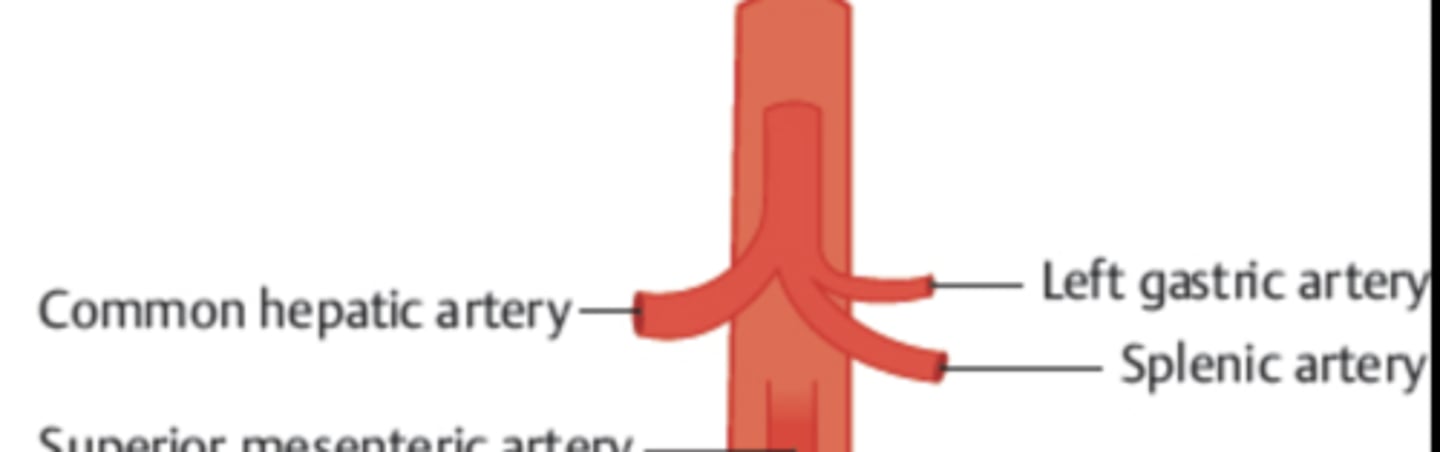 <p>Left gastric artery, splenic artery, hepatic artery</p>