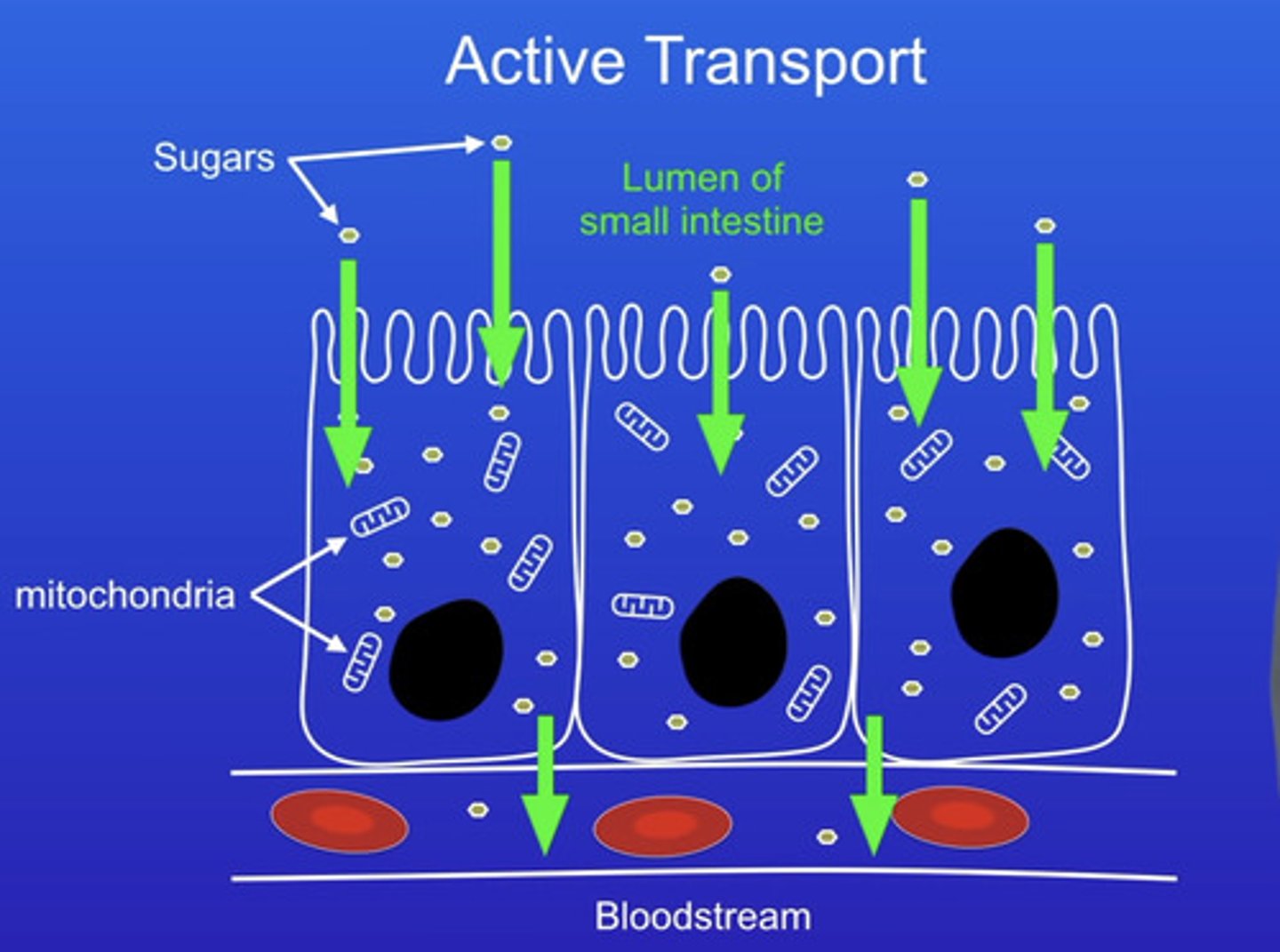 <p>-active transport allows sugar molecules to be absorbed from the small intestine when the sugar concentration is higher in the blood than in the small intestine</p>