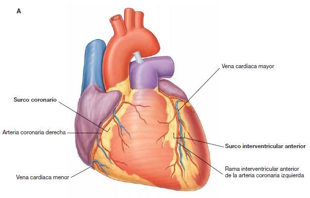 <p>cuando entra en el surco coronario, en el extremo superior del surco IV anterior </p>