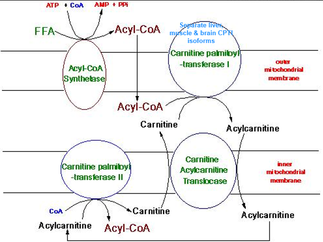 <ul><li><p>CPT 1 and CPT2 present at outer and inner mitochondrial membrane</p><ul><li><p>CPT1: Outer Mito membrane → Acyl-Coa + Carnitine = Acylcarnitine</p><ul><li><p>High Free-Carn levels</p></li><li><p>Low Acylcarnitine levels</p></li></ul></li><li><p>CPT 2: Inner Mito membrane</p></li></ul></li></ul><p></p><p></p><p></p>