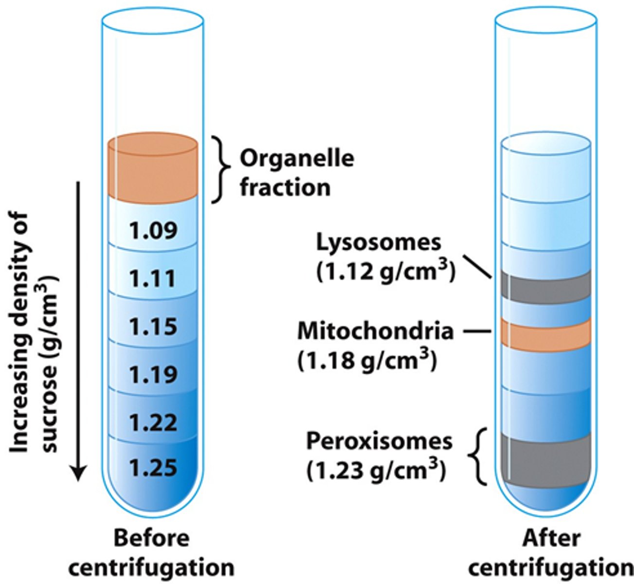 <p>- Each organelle migrates to a position where its density = surrounding sucrose density</p><p>- Organelles form distinct bands</p><p>- Separation based on Density of organelles</p>