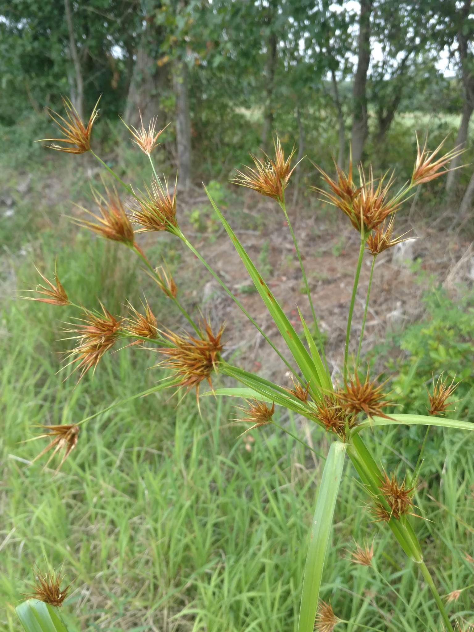 Family: Cyperaceae

SN: Rhynchospora corniculata