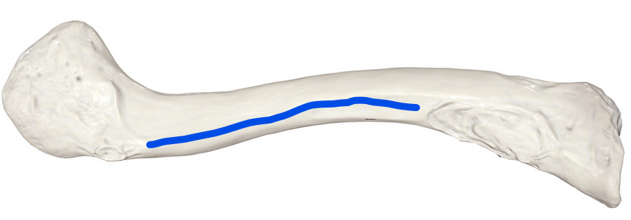 <p>Groove for the subclavian vein and artery</p>