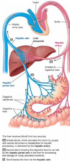 **Exception:** Portal circulation

\
**Portal veins** connect two organs (not including the heart) 

**Ex.** Hepatic portal circulation connects small intestine to liver where newly absorbed nutrients are processed