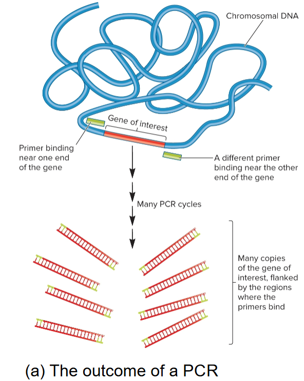 <ul><li><p>developed by Kary Mullis in 1985</p></li><li><p>can copy DNA without vectors and host cells</p></li><li><p>must know enough about gene of interest to have sequence of 2 short primers</p></li><li><p>specific DNA segment can be amplified</p></li><li><p>also used to amplify chromosomal DNA nonspecifically which uses mix of primers with many different random sequences</p></li><li><p>these will anneal randomly throughout genome and amplify most chromosomal DNA</p></li><li><p>used to amplify very small samples, ex) crime scene DNA</p></li></ul><p></p>