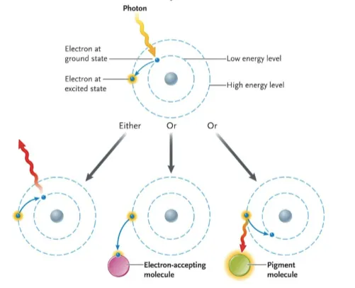 <p>when a photon is absorbed by an exited electron going from an area of low energy to high energy</p><ul><li><p>three scenarios can happen&nbsp;</p><ul><li><p>energy gets lost as flourescence or heat </p></li><li><p>energy gets absorbed by a pigment as it returned to its ground state </p></li><li><p>an electron hungry molecule accepts the high energy electron </p></li></ul></li></ul><p></p>