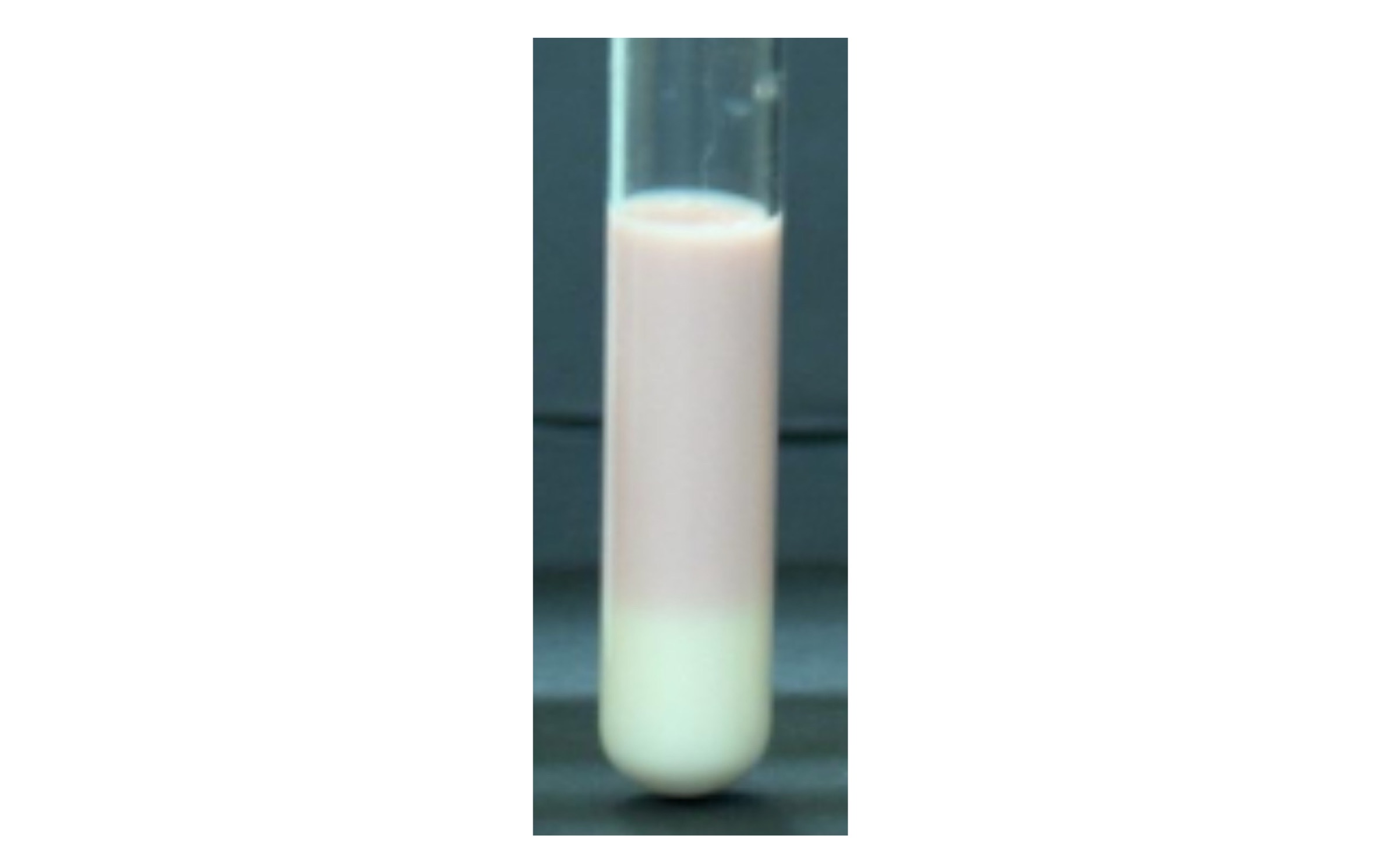 <p>Indicated by solidified medium with pink acid top and reduced acid bottom</p>