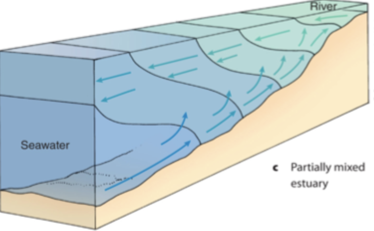 <p>wedge-shaped layer of dense saltwater that moves upstream in an estuary beneath a layer of less dense freshwater (river volume&gt;&gt;tidal volume)</p>