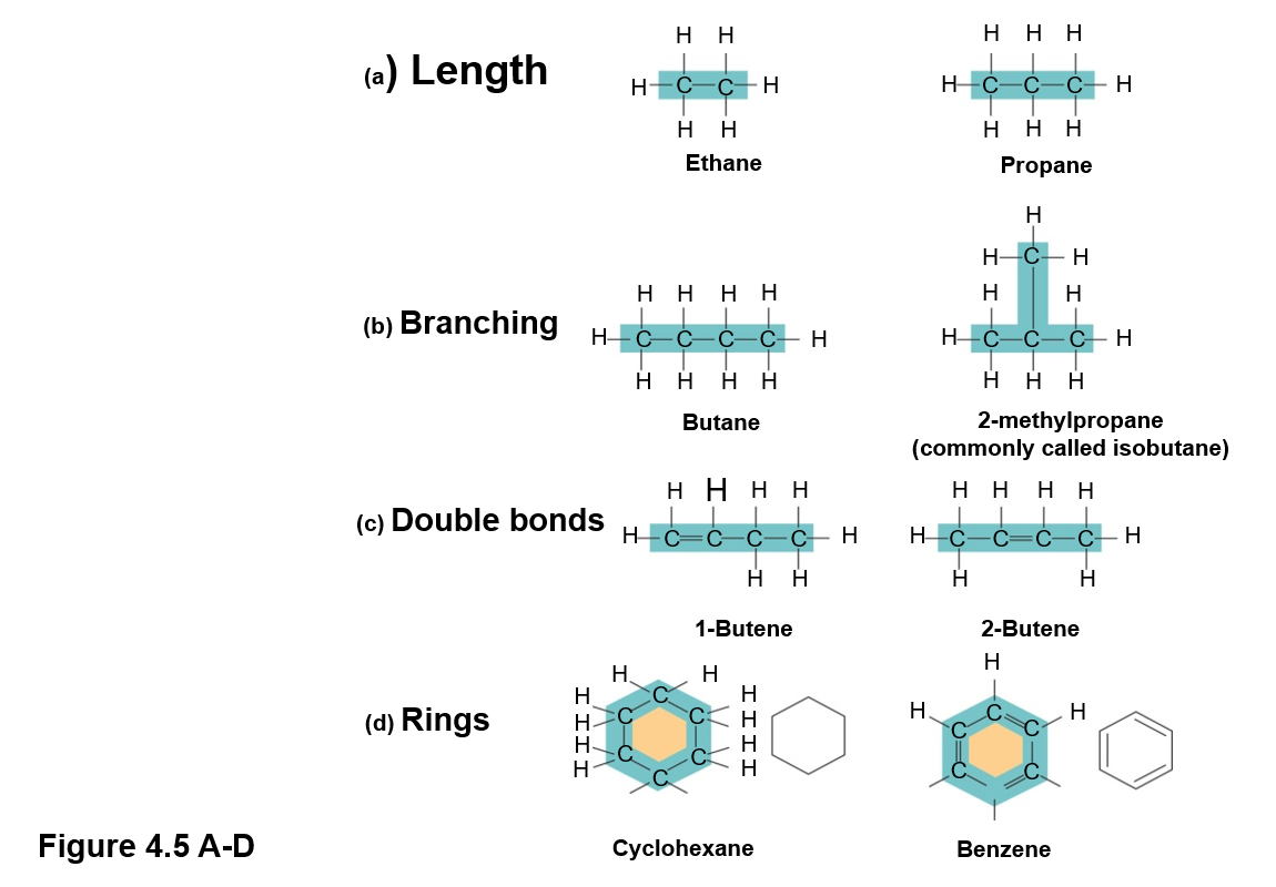 <ul><li><p>Length</p></li><li><p>Branching</p></li><li><p>Location of double bonds</p></li><li><p>Rings</p></li></ul><p></p>