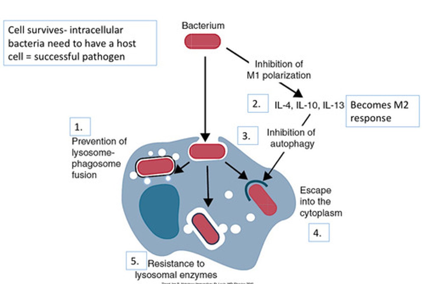 <p>1. Prevent lysosome-phagosome fusion</p><p>2. IL-4, IL-10, IL-13 becomes M2 response</p><p>3. Autophagy is inhibited</p><p>4. Escape into the cytoplasm</p><p>5. Resistance to lysosomal enzymes</p>