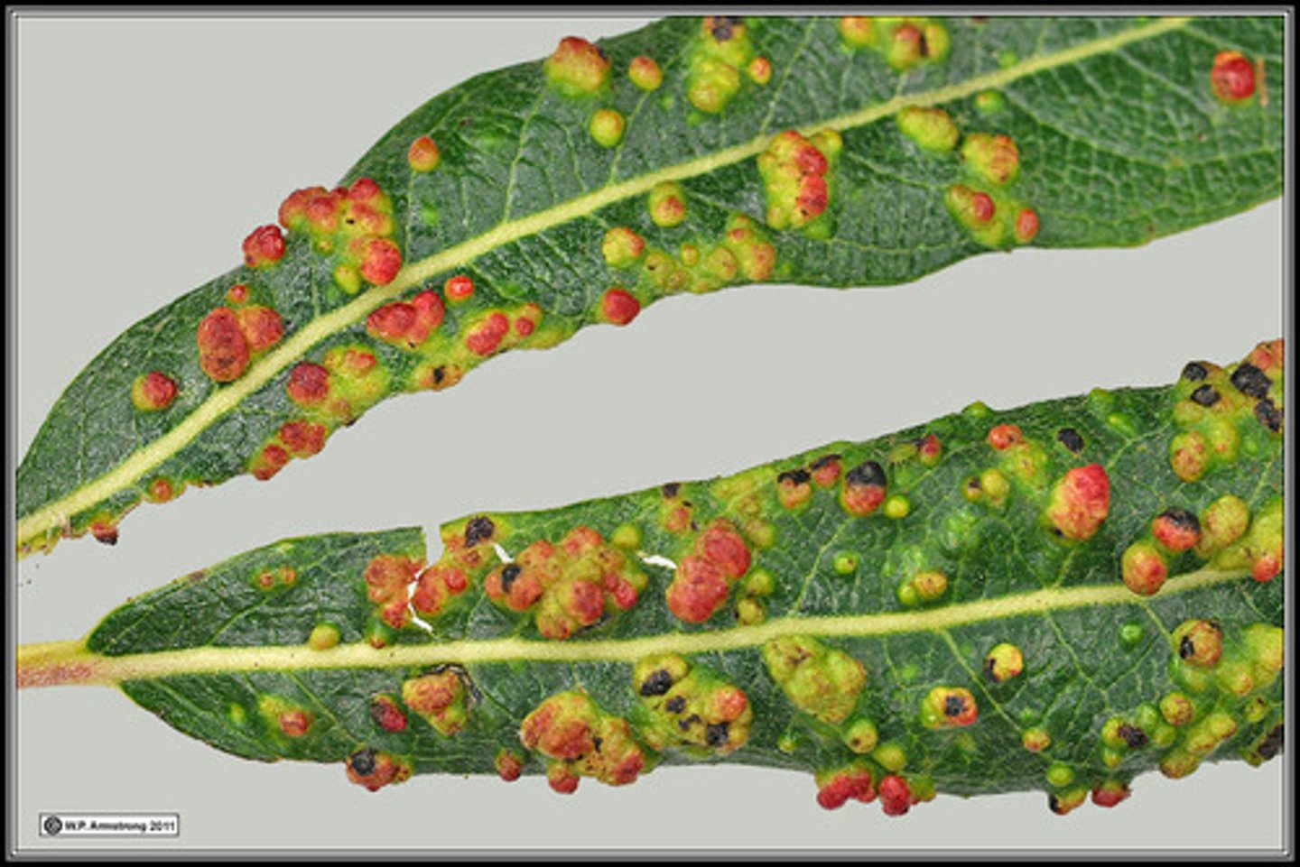 <p>swollen growths on plants created by insects</p>