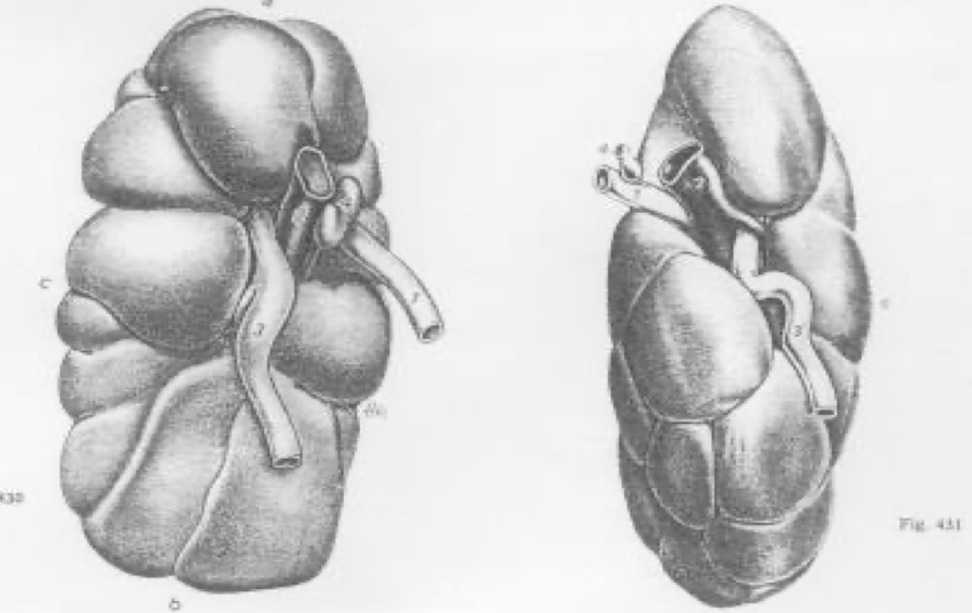 <p><strong>Cattle</strong> have <strong>lobulated kidneys</strong> with distinct lobes; <strong>sheep and goats</strong> have <strong>smooth kidneys</strong> resembling those of carnivores</p>