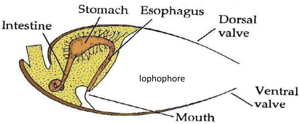 <ul><li><p>large hinge</p></li><li><p>incomplete gut, no real place for waste → come in through mouth, processed, leaved through mouth</p></li><li><p>Intestine protrudes out of the back of the shell</p></li></ul><p></p>