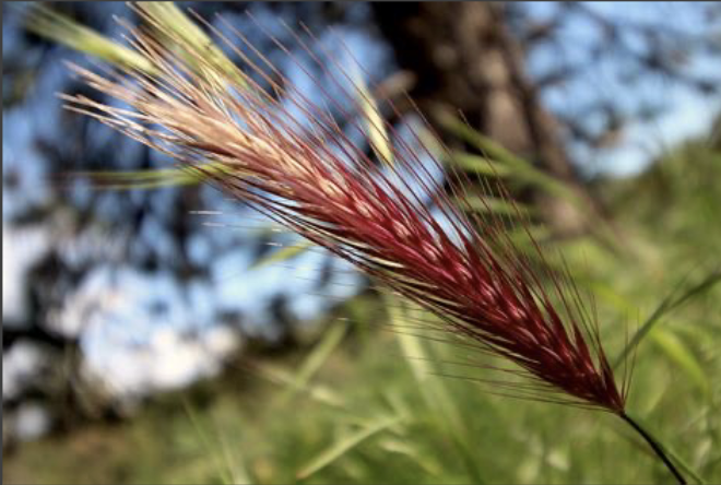 <p>Purple Needlegrass</p>