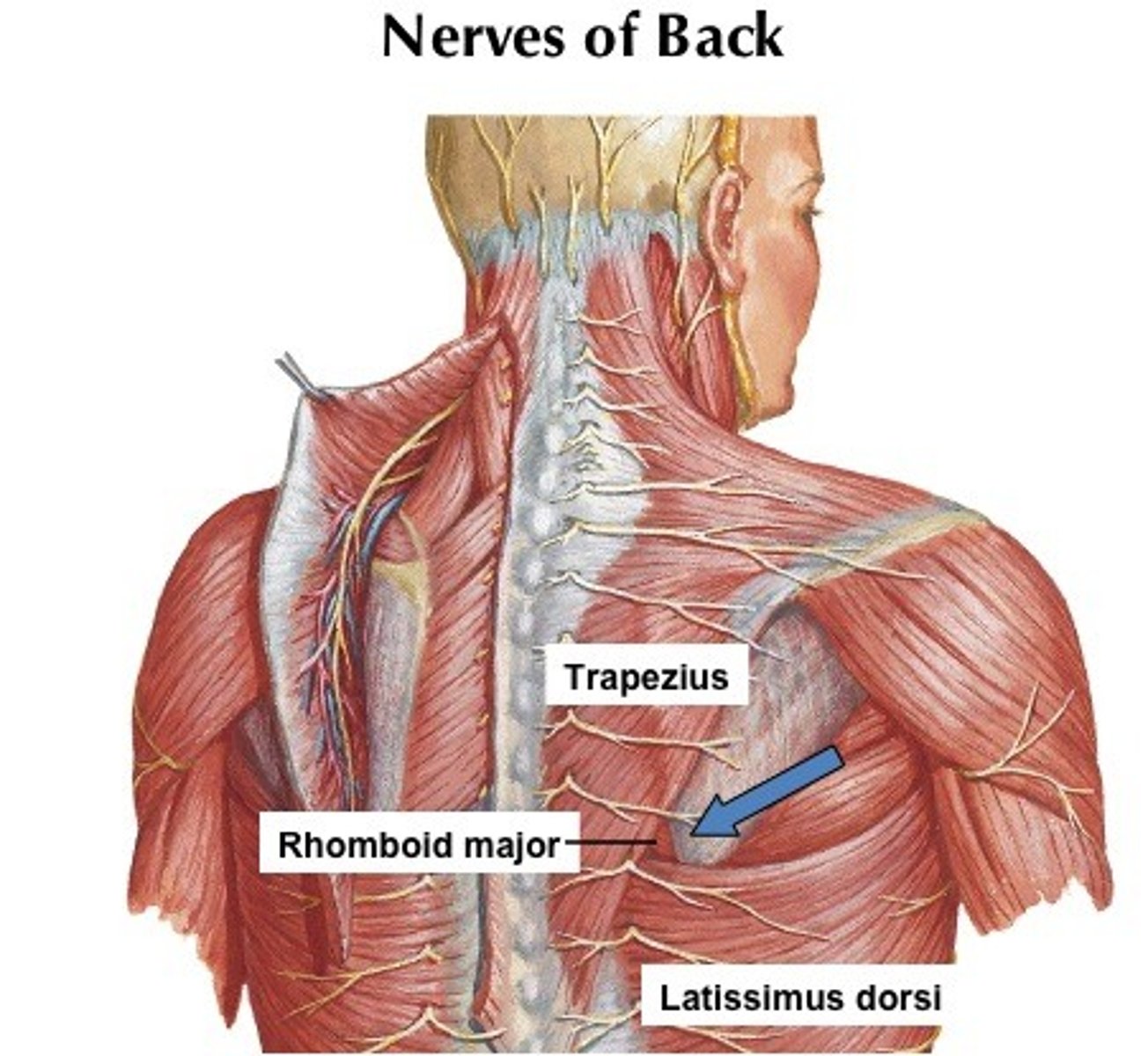 <p>upper - upward rotation and elevation of scapula</p><p>middle - upward rotation and adduction of scapula</p><p>lower - depression of scapula</p>
