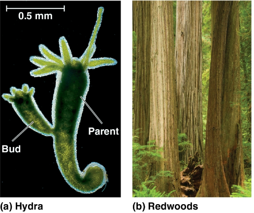<p>Asexual reproduction</p>