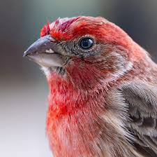 <p>What is this beak? </p>