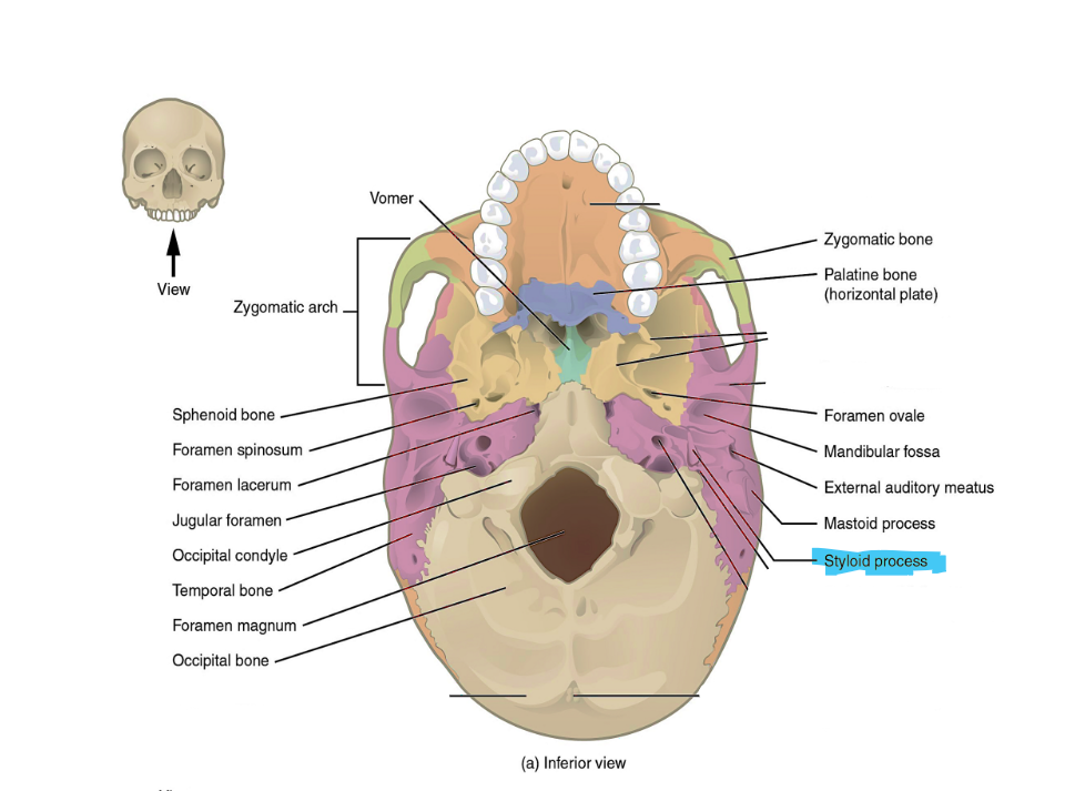 <p>styloid process</p>