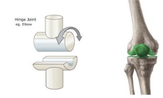 <p>Hinge joint</p>