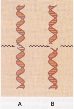 <p>B? </p>
